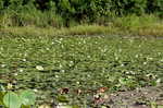 American waterlily